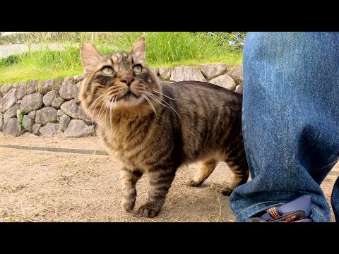 メインクーンのような巨大な猫が坂道を下ってモフられにきた(YouTube)