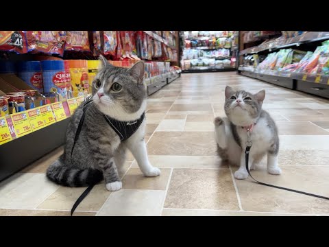 兄妹一緒に初めてペットショップで買い物したら楽しすぎてこうなりましたw(YouTube)