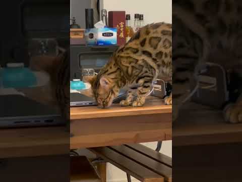 いやな場所でフレーメン反応されたんだけど…(YouTube)