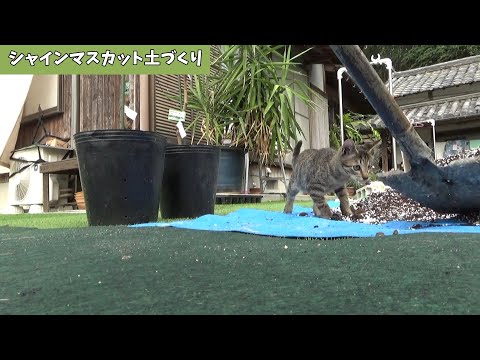作業を珍しそうに見に来た猫がちょっと心配そうにしていました(YouTube)