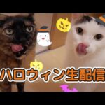 ハロウィンという名のおやつ生配信🎃👻(YouTube)