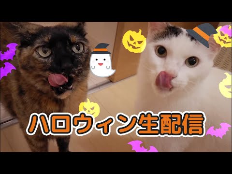 ハロウィンという名のおやつ生配信🎃👻(YouTube)