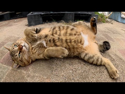 強面の猫がゴロンとなって思わず触りたくなるお腹を見せびらかす(YouTube)