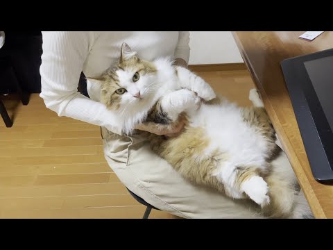 やっぱりお母さんが良いと絶対服従する猫(YouTube)