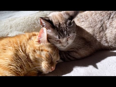 永遠の子猫リノが大好きすぎるとついやってしまう事(YouTube)