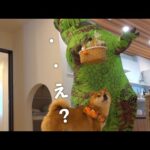【ハロウィン】柴犬に突撃したら不審者扱いされました。。(YouTube)