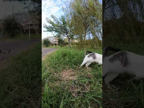 #感動猫動画 #猫 #野良猫 #猫動画 #shorts(YouTube)