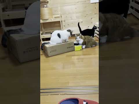 「そんなにガン見されたら・・・」食べにくそうな猫(YouTube)