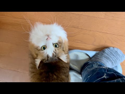 猫のお出迎えが想像以上で喜んだお父さんでしたが(YouTube)