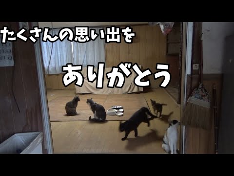 猫たちが過ごした思い出の場所とお別れです(YouTube)