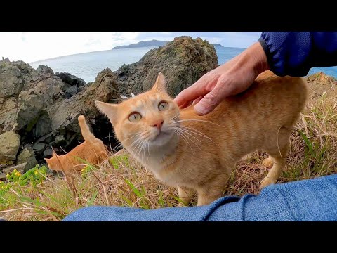 【神の使い】猫に案内されて崖っぷちの祠に行ってきた(YouTube)