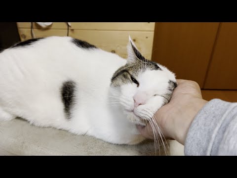 「直接イスに乗ったらええやん」な猫(YouTube)