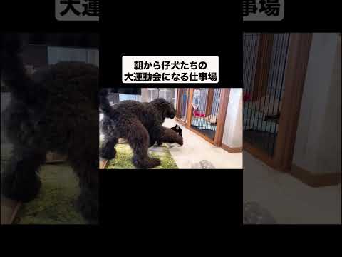 朝から仔犬たちの大運動会になる仕事場#shorts(YouTube)
