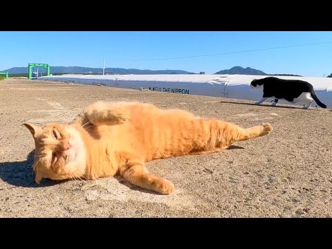 防波堤にハチワレ猫ちゃんがいたので撫でようと近づくと茶トラ猫がモフられに割り込んできた(YouTube)