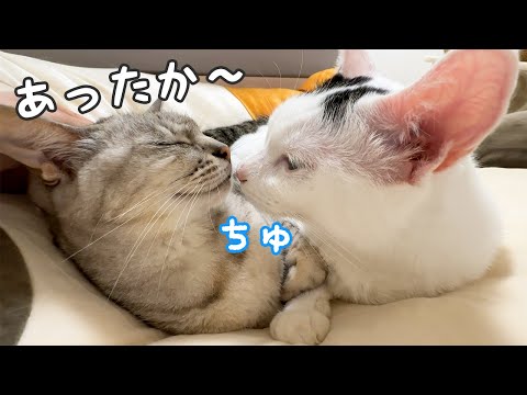 急に寒くなってチロ布団が大活躍です！(YouTube)