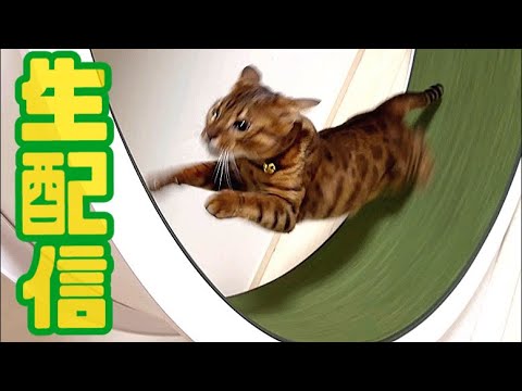 【生配信10/23】パパさん不在で猫6匹の撮影を1人で頑張る生配信📹(YouTube)