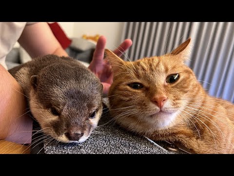 猫のもふもふが気になって顔をつっこむカワウソ Otter with its face stuck in the cat’s fluff.(YouTube)