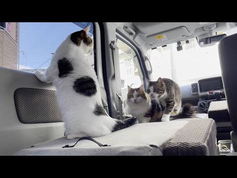 みんなで車の中を散歩する猫(YouTube)
