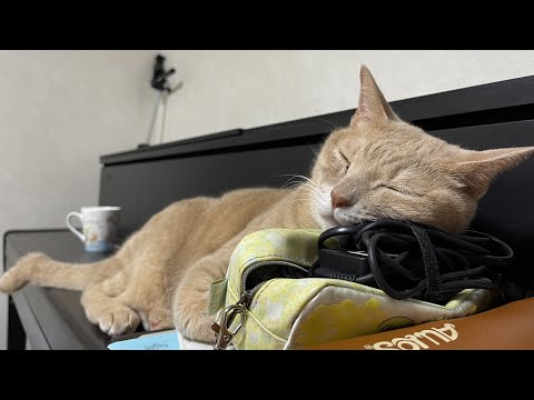 息子の姿が見えなくなると追いかける健気な猫をジッと待つ健気な息子(YouTube)