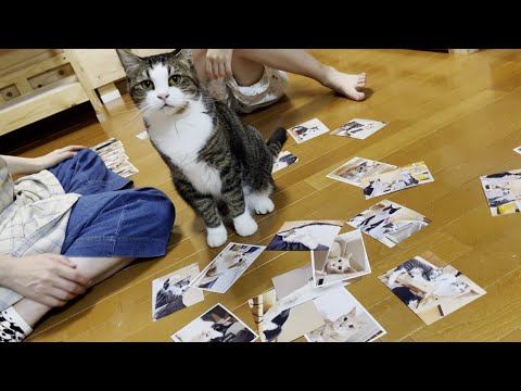 一緒にカレンダー写真を選んでくれた猫(YouTube)