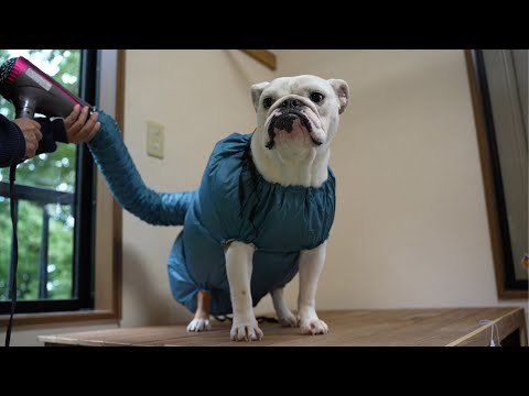 濡れた犬でも、すぐ乾くで話題の「ドライヤースーツ」試してみたら驚愕の結果だった！(YouTube)
