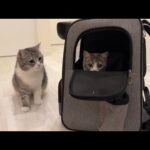 １週間一緒に過ごした妹とお別れしたら兄猫がこうなっちゃいました…(YouTube)