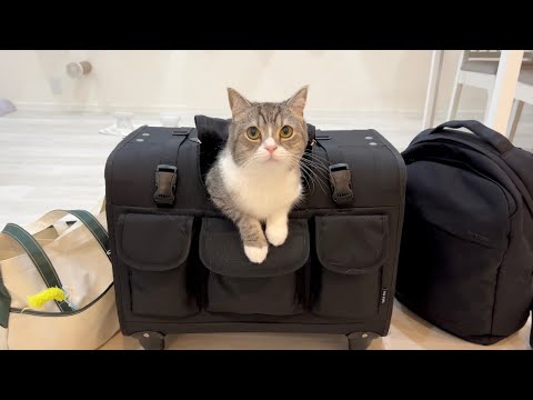 明日からもち様が入院することになりました。(YouTube)