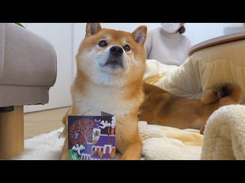 柴犬に自由時間と伝えた結果が自由すぎて好き。(YouTube)