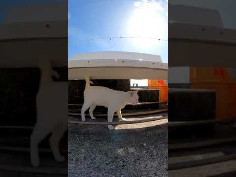 白猫やって来た(YouTube)