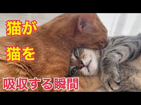 首を吸われすぎてどんどん吸収されていく猫がかわいい！(YouTube)