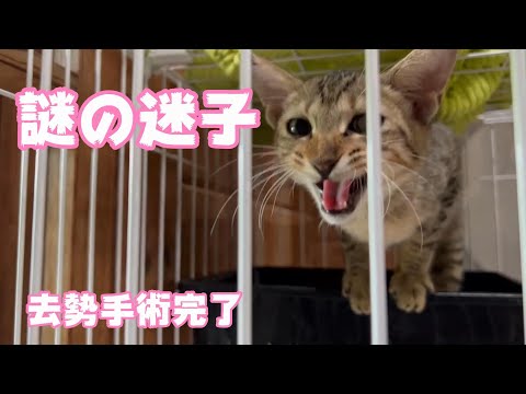 謎な迷子くん 去勢手術頑張りました(YouTube)