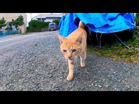 ブルーシートの下から野良猫が出てきたので撫でると喜んで懐いてきてカワイイ(YouTube)