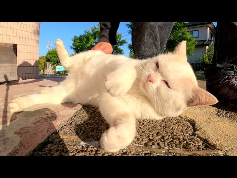 ムスッとした顔なのにメチャクチャ可愛い仕草で甘えてくる猫(YouTube)