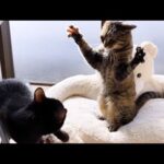 一番小さい猫が暴れてたら姉猫に怒られてました…笑(YouTube)