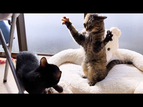一番小さい猫が暴れてたら姉猫に怒られてました…笑(YouTube)