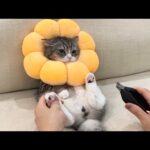 猫が無抵抗になると話題のアイテムで爪切りしたらこうなりましたw(YouTube)