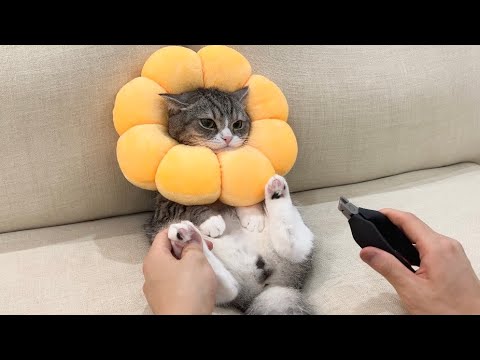 猫が無抵抗になると話題のアイテムで爪切りしたらこうなりましたw(YouTube)