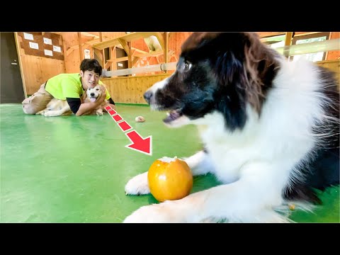 上品に食事する犬と、この後大暴れする予感しかしない犬ww(YouTube)