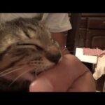 寂しくなって母親を思い出してしまった子猫(YouTube)
