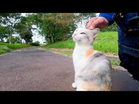 薄三毛猫ちゃんがモフられにやって来た(YouTube)