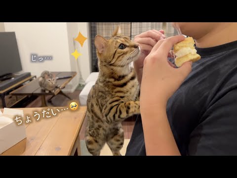 食べたい物を目にすると途端に可愛くなる猫(YouTube)