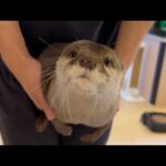 飼い主にカワウソの尻尾が生えたので猫と遊んでみた I grew an otter tail and played with the cat.(YouTube)
