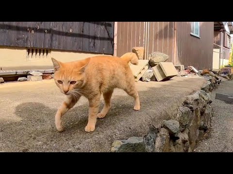 漁港の街で出会った茶トラ猫と路地裏を歩いていると雨が降り出したので神社に雨宿りしに行った(YouTube)