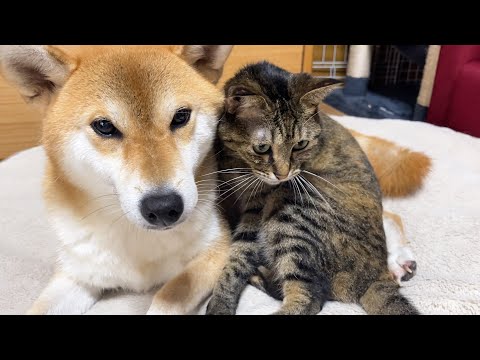 犬の帰宅を待ちわびた猫の行動が可愛すぎた…(YouTube)
