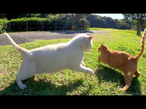 人間のモフり方にキレた白猫が茶トラ猫にも八つ当たりする(YouTube)