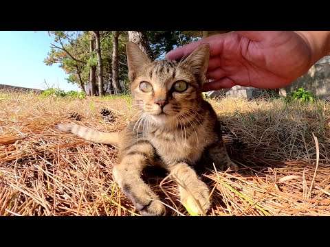 遊びたい盛りのキジトラ子猫ちゃんが可愛すぎる(YouTube)