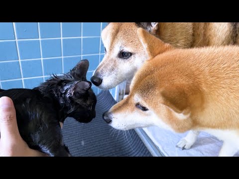 我が家の一番小さい猫をお風呂に入れました！(YouTube)