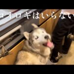 コオロギをパクパク食べた姉達よりも人間としての尊厳を持っているシベリアンハスキー(YouTube)