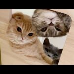 When you look into the cat tower from below, the cats are too cute(YouTube)