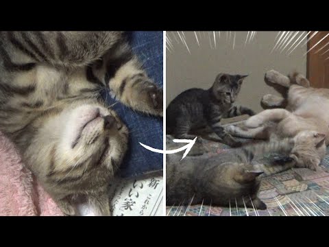 幸せな睡眠から一転・・あわや大乱闘になるところでした！(YouTube)